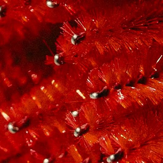 Brow Bliss Winter Edition 